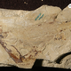 Two small fish from the post-extinction period, immortalized mid-fight.
